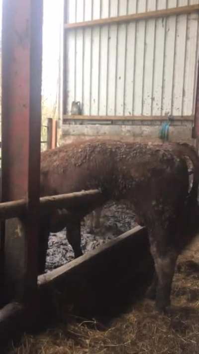 This bull literally always does this