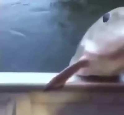 nom nom nom