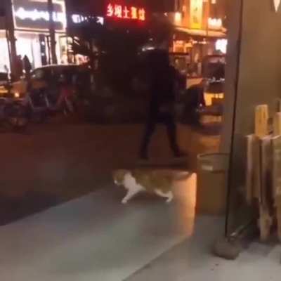 Lagging cat