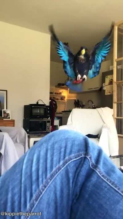 Wiggly tail
