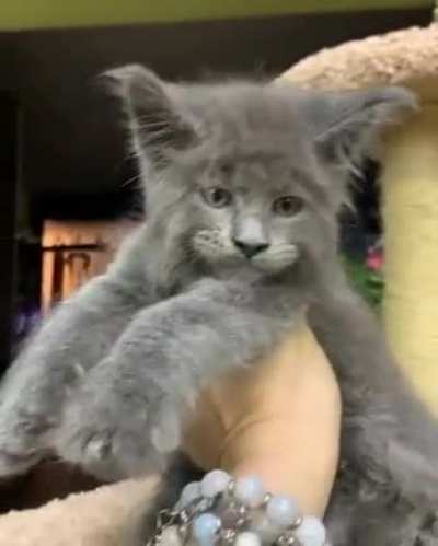 For those who wanted it with sound. Maine Coon "Carat" source: catsvill_county on ig