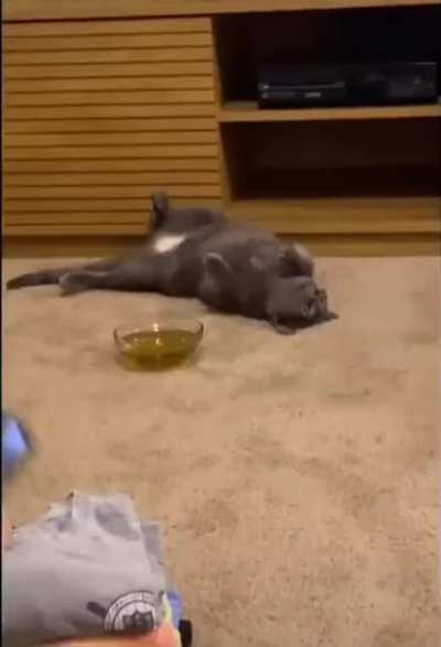 Kitten gets high on &ldquo;cat nip tea&rdquo;