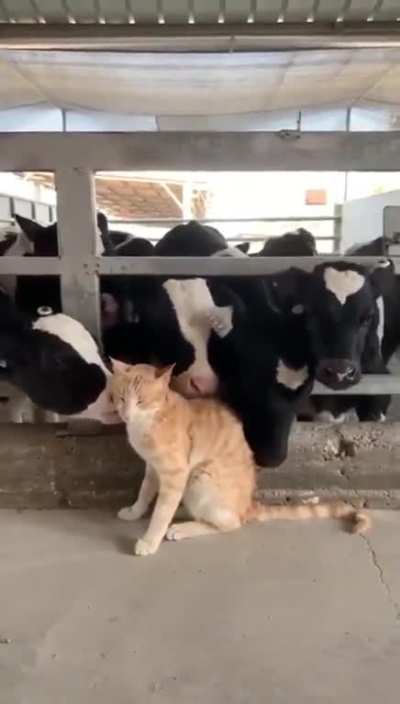 cows give their love to a cat