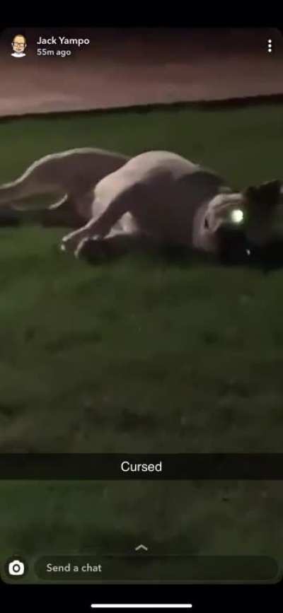 cursed_doggo
