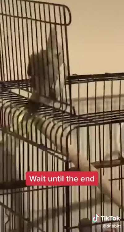 poor bird