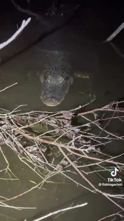 Floridian Steve Irwin strikes again&hellip;