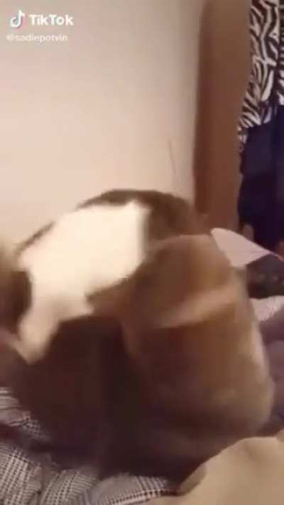 Cat bites another cat
