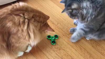 Floofs tapping a fidget spinner