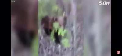 Idiot kicks bear