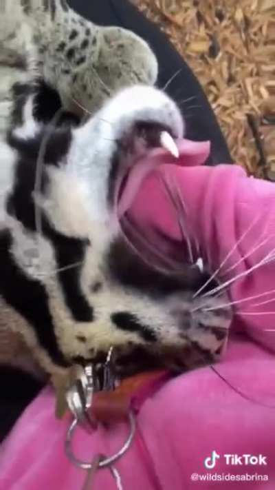 Котики