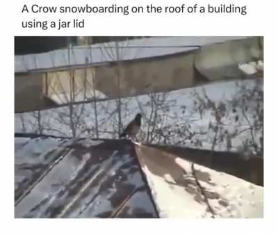 Could be the next Shaun White