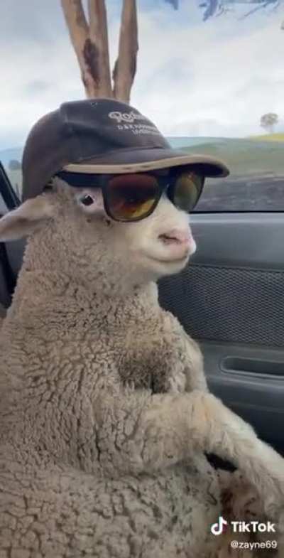 He&rsquo;s a bit sheepish