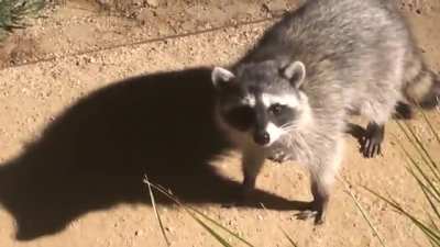Raccoon gets caught red handed.