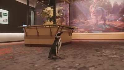 Shedd Aquarium Penguins Visit the Field Museum