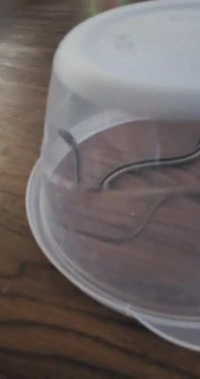 Surprise! He brought me a present from outside...