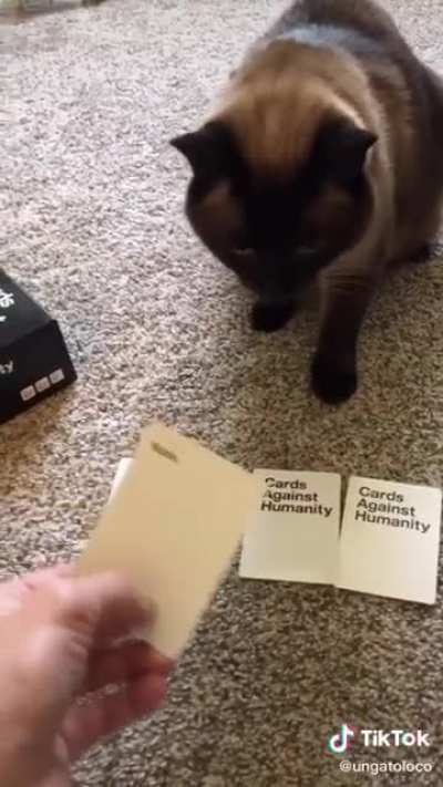 Cats were Gods back then so it might be right.
