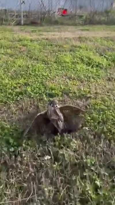 American Kestrel Beats the Crap out of Europoor Starling 🦅🦅🦅🇺🇸🇺🇸🇺🇸