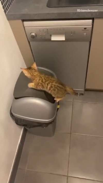 when curiosity kills the cat