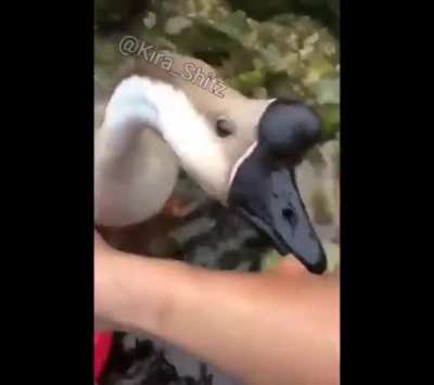 Puh puh puh puh...