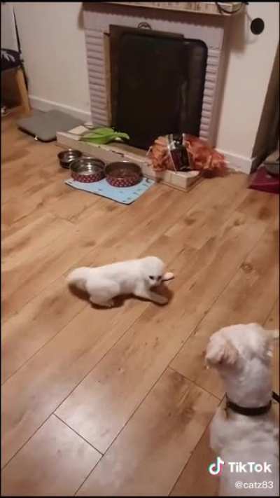 Startled cat or professional tango dancer?
