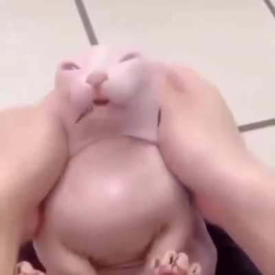 gato pel&oacute;n :)