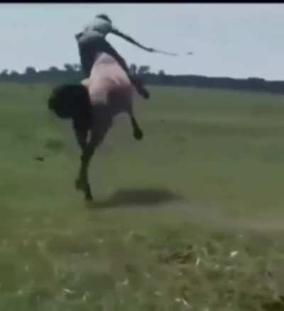 Next step is the rodeo