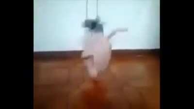 Pollo bailando xd