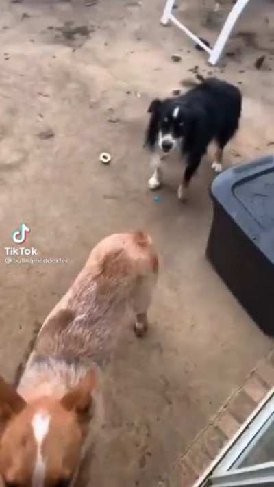 You&rsquo;re not my dog