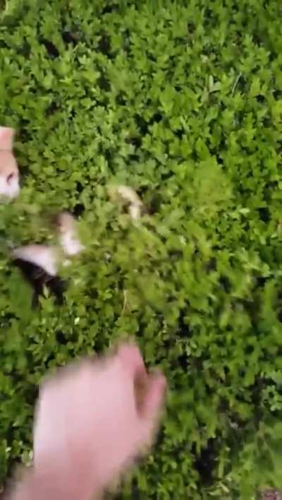 Aggressive bush