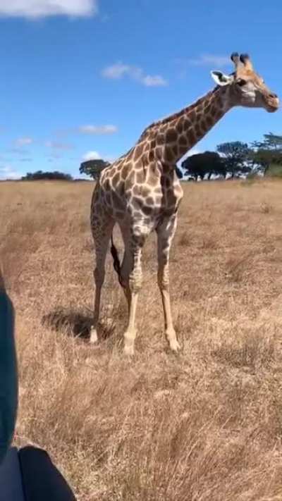 How giraffe eat grass on the ground!