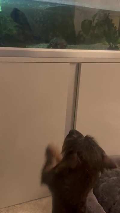 My dog sits on his ass and waves, does this hurt his back?