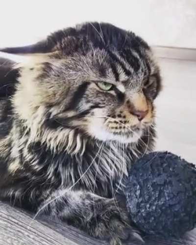 Mom, catto stole my toy