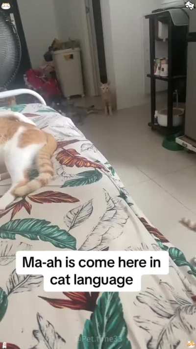How to speak cat. First lesson: "come to me"