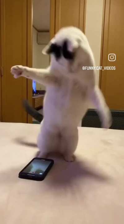 Cute cat 😺
