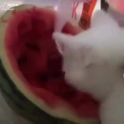 Kedi karpuz yiyor