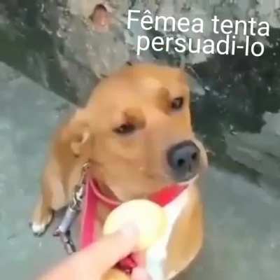 Dog sigma
