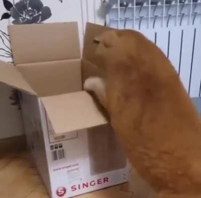 Chonk