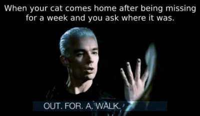 Nice kitty.