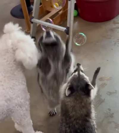 Raccoons playing with bubbles and jumping like a little kid