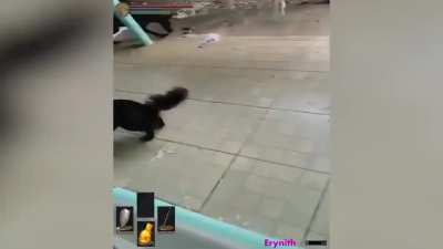 It&rsquo;s a rat