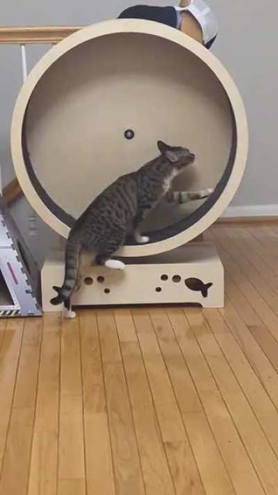 Not sure if this counts, but this is when your cat likes to isolate muscle groups for their workouts