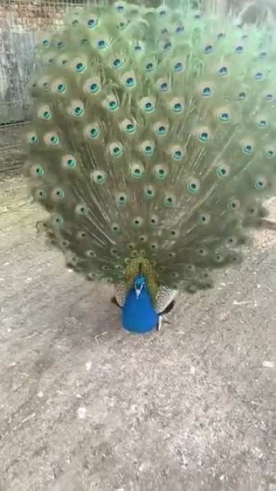 Most beautiful act in animal kingdom