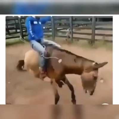 Behold, as a wild ass in the desert, I go forth