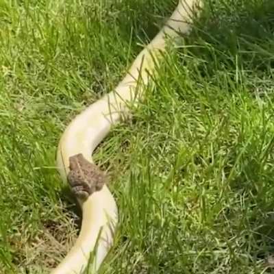 sNaKe SLaYeR KEViN oNe~Ups FiSh SlaYer ToD iN bRuTaL DiSPlaY
