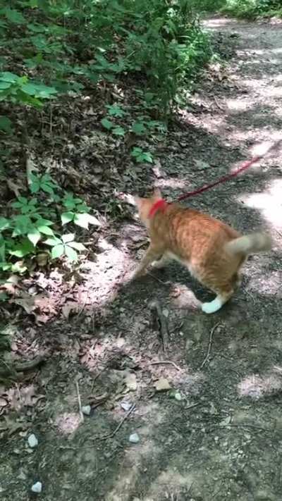 Hiking boy got startled by me stepping on a stick!