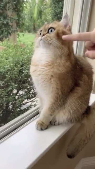 InCaPaCiTaTeD FuR MaMMaL TeAsEd By SiCk FuCkInG PhALaNgEs!¡!¡
