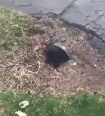 Chonky Void