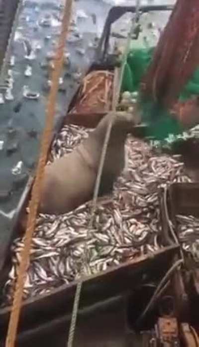 that&rsquo;s a lot of fish