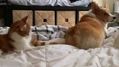 Cat knows corgi is sensitive about her butt, yet he can&rsquo;t help himself