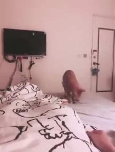Котик дает леща в постель